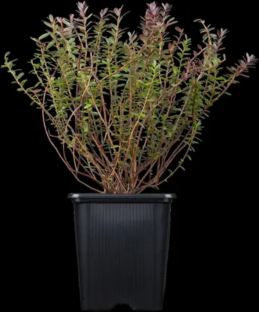 Vaccinium macrocarpon - 30-40 CM C2 - image 2