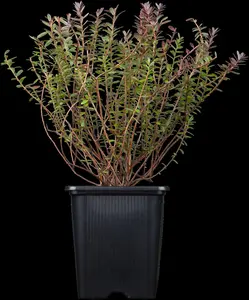 Vaccinium macrocarpon - 1.5 Ltr pot - image 2