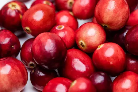 Vaccinium macrocarpon - 1.5 Ltr pot - image 3