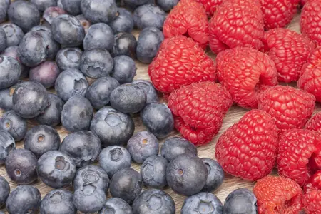 Vaccinium myrtillus - P9 - image 1