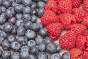 Vaccinium myrtillus - P9 - image 1