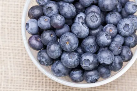 Vaccinium myrtillus - P9 - image 5