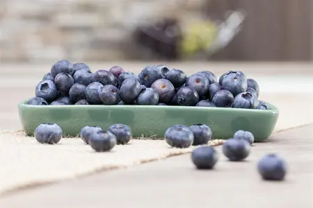 Vaccinium myrtillus - 1.5 Ltr pot - image 2