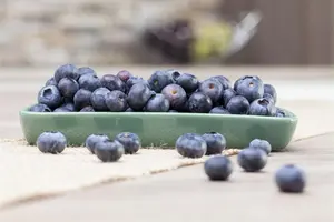 Vaccinium myrtillus - 1.5 Ltr pot - image 2