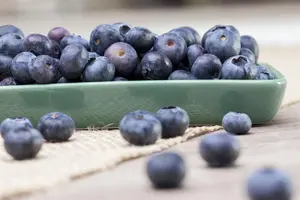 Vaccinium myrtillus - 1.5 Ltr pot - image 3