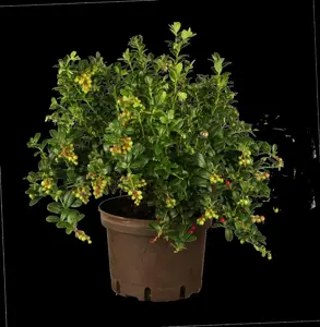 Vaccinium vitis-idaea