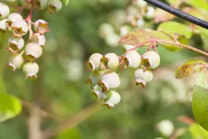 Vaccinium vitis-idaea - P9 - image 3