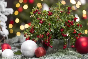 Vaccinium vitis-idaea 'Miss Cherry'? - P9 - image 2