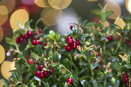 Vaccinium vitis-idaea 'Miss Cherry'? - P9 - image 3