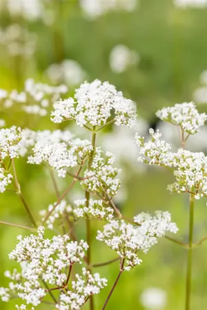 Valeriana officinalis - P9 - image 5