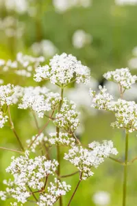 Valeriana officinalis - P9 - image 5