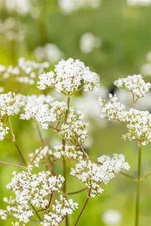 Valeriana officinalis - P11 - image 5