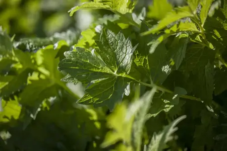 Valeriana officinalis - P9 - image 1