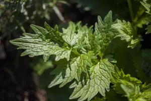 Valeriana officinalis - P9 - image 2