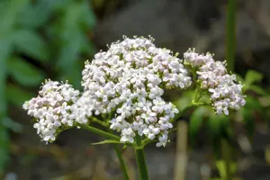 Valeriana officinalis - P9 - image 3