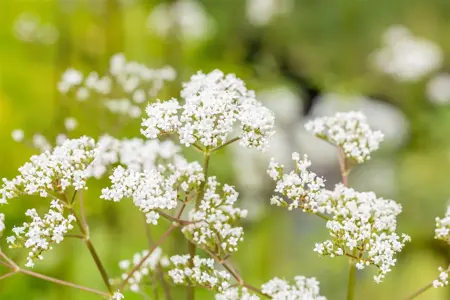 Valeriana officinalis - P9 - image 4