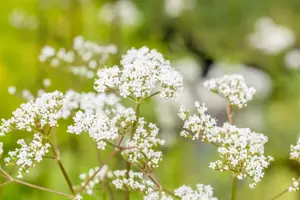 Valeriana officinalis - P9 - image 4
