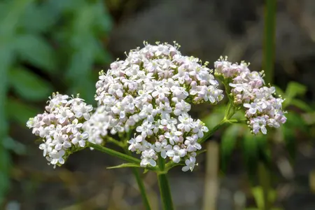 Valeriana officinalis - 2 Ltr pot - image 3