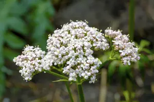 Valeriana officinalis - 2 Ltr pot - image 3