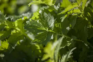 Valeriana officinalis - P11 - image 5