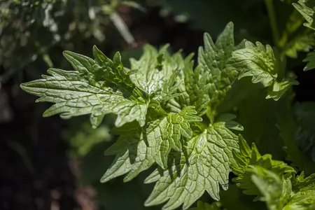 Valeriana officinalis - P11 - image 2
