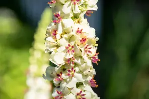 Verbascum chaixii 'Album' - P9