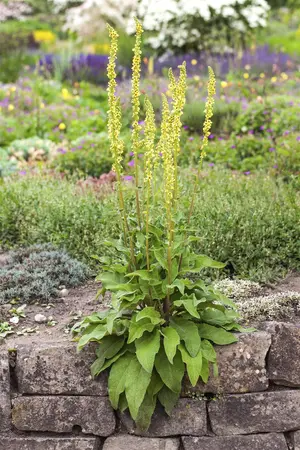 Verbascum nigrum - P9 - image 1