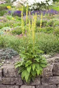 Verbascum nigrum