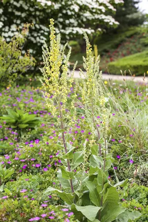 Verbascum nigrum - P9 - image 2