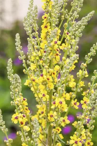 Verbascum nigrum - P9 - image 3