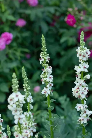 Verbascum nigrum album - P9 - image 4