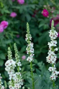Verbascum nigrum album - P9 - image 4