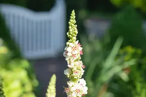 Verbascum nigrum album