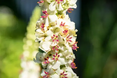 Verbascum nigrum album - P9 - image 2