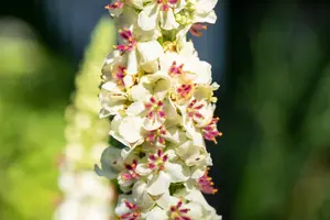 Verbascum nigrum album - P9 - image 2