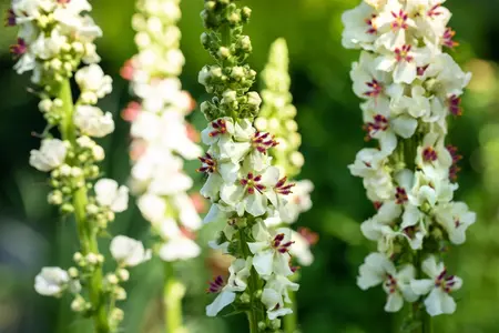 Verbascum nigrum album - P9 - image 3