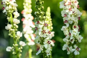 Verbascum nigrum album - P9 - image 3