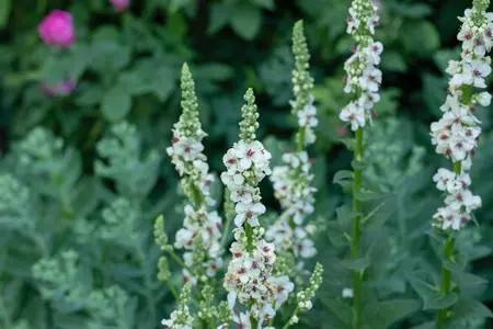 Verbascum nigrum album - P9 - image 5