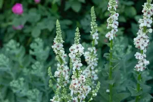 Verbascum nigrum album - P9 - image 5
