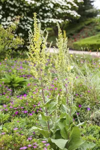 Verbascum olympicum