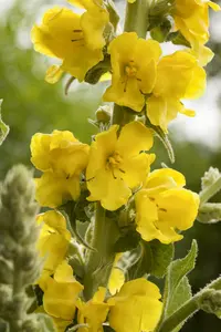 Verbascum 'Peach Champagne' - P9 - image 2