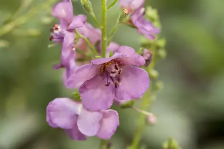 Verbascum 'Peach Champagne' - P9 - image 1