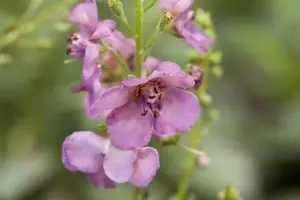 Verbascum phoenic. 'Violetta' - P9