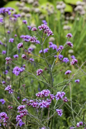 Verbena bonar. 'Lollipop' - 2 Ltr pot - image 1