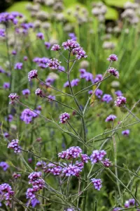 Verbena bonar. 'Lollipop'