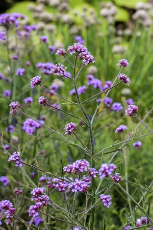 Verbena bonar. 'Lollipop' - PLUG/CELGROWN 100 CEL TRAY - image 1