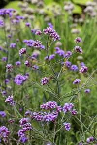 Verbena bonar. 'Lollipop' - PLUG/CELGROWN 100 CEL TRAY - image 1