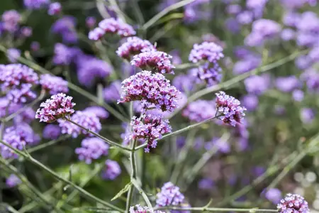 Verbena bonar. 'Lollipop' - 2 Ltr pot - image 2