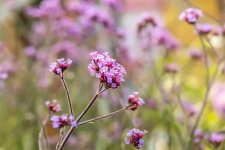 Verbena bonar. 'Lollipop' - 2 Ltr pot - image 3