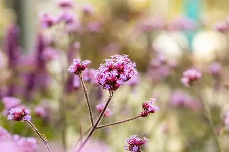 Verbena bonar. 'Lollipop' - 2 Ltr pot - image 4